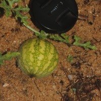 Citrullus colocynthis (L.) Schrad.